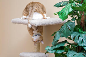 Visit PsychicAccess.com