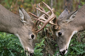 Get a FREE psychic reading right now at PsychicAccess.com