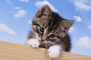 Get a FREE psychic reading right now at PsychicAccess.com