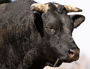 Get a FREE psychic reading right now at PsychicAccess.com